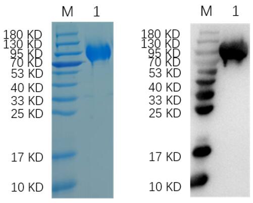 Reducing 12% SDS-PAGE and WB analysis profile of purified HSV